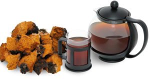 Chaga Pilz kaufen